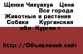 Щенки Чихуахуа › Цена ­ 12000-15000 - Все города Животные и растения » Собаки   . Курганская обл.,Курган г.